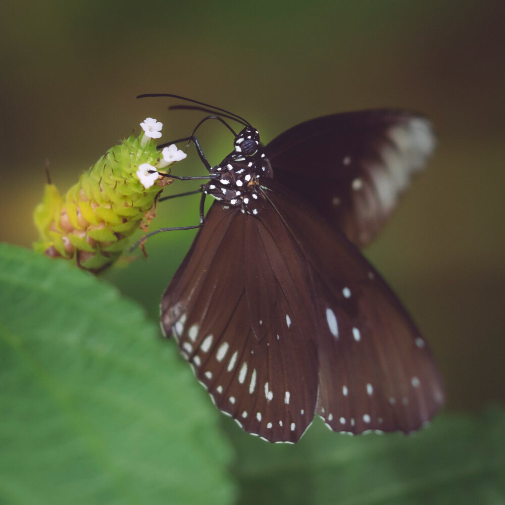 Tropische vlinder [zwart met witte stippen]