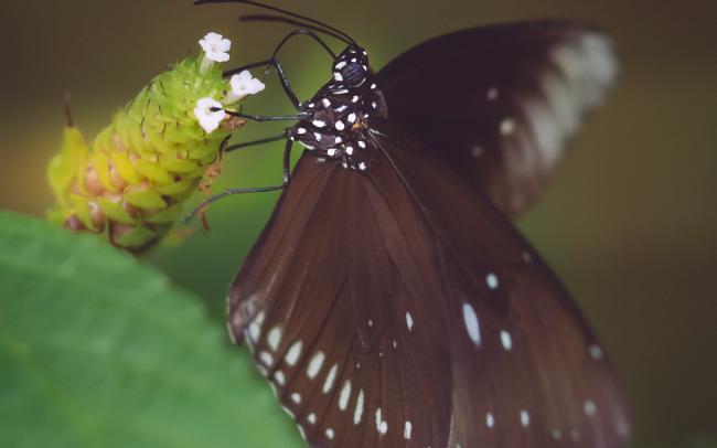 Tropische vlinder [zwart met witte stippen]