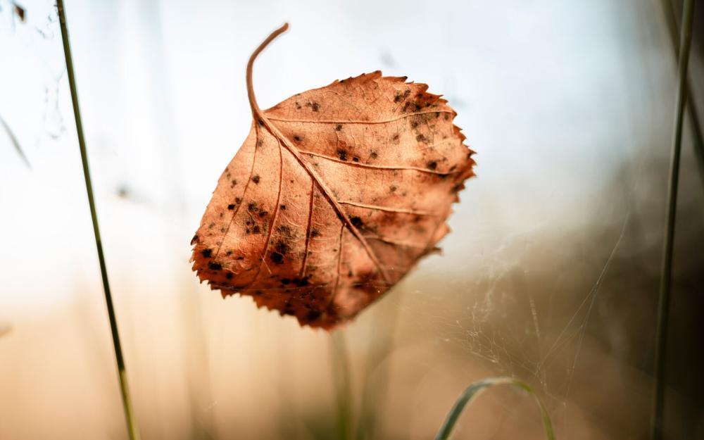 Herfstblad