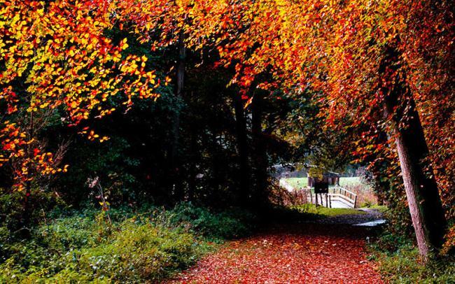 Herfstbos met rode aardkleuren