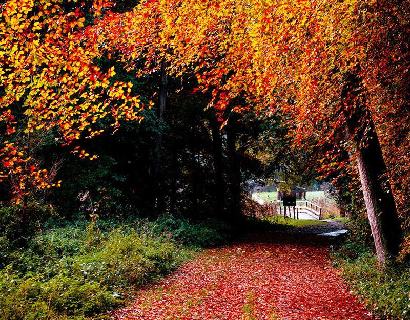 Herfstbos met rode aardkleuren