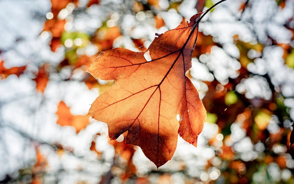 Herfstblad met herfstkleuren