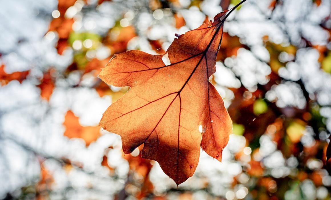 Herfstblad met herfstkleuren