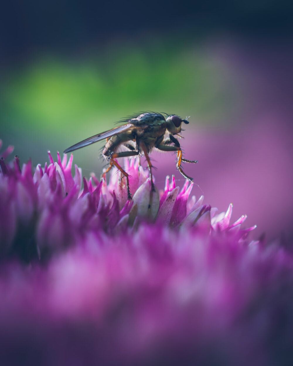 Macrofoto vlieg op paarse plant
