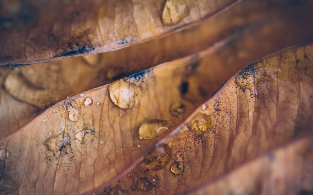 Macrofoto blad met dauw