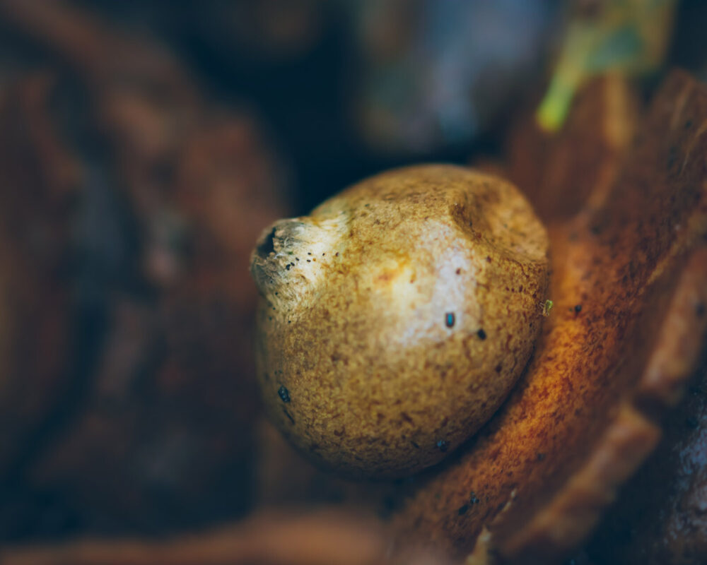 Aardster paddenstoel