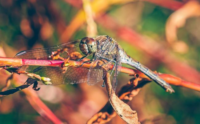 Libelle macrofoto