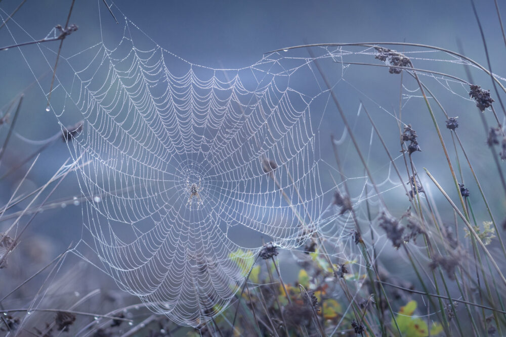 Spinnenweb in de herfst met dauwdruppels