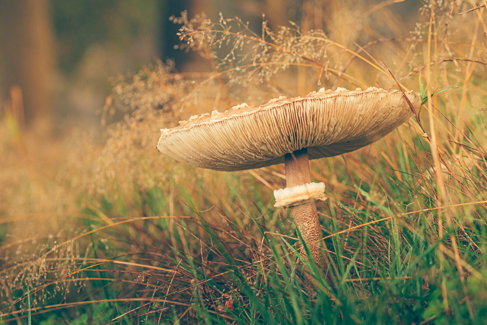 Natuurfotografie paddenstoelen