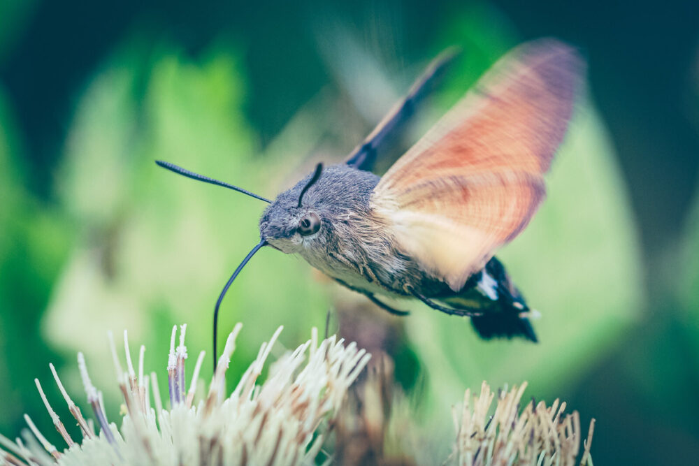 Natuurfoto - Kolibrievlinder