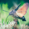Natuurfoto - Kolibrievlinder