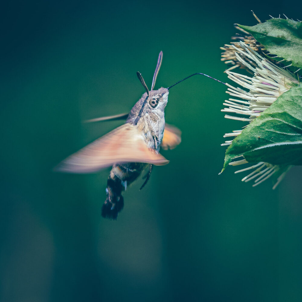Macro fotografie - Kolibrievlinder