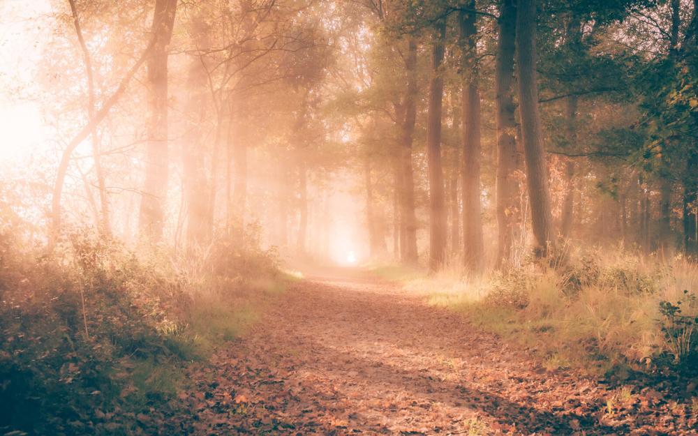 Kleine Kiekenberg bos met zonnestralen