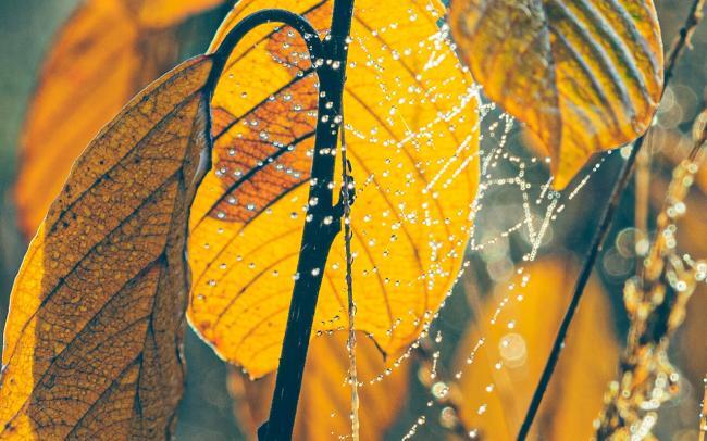 Herfstkleuren met gele bladeren en dauw