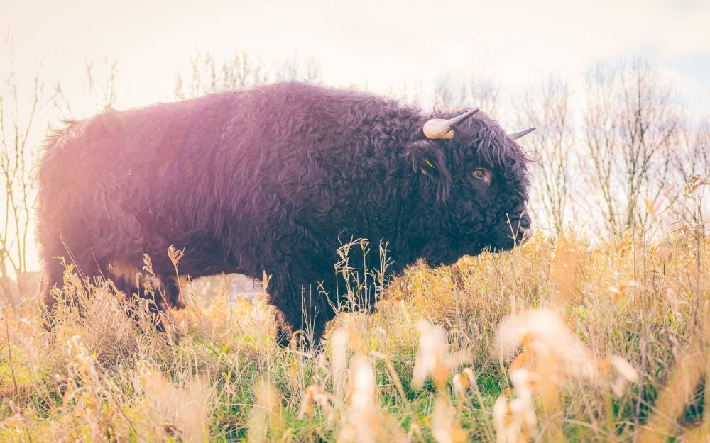 Natuurfotografie - Schotse Hooglander