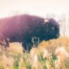 Natuurfotografie - Schotse Hooglander