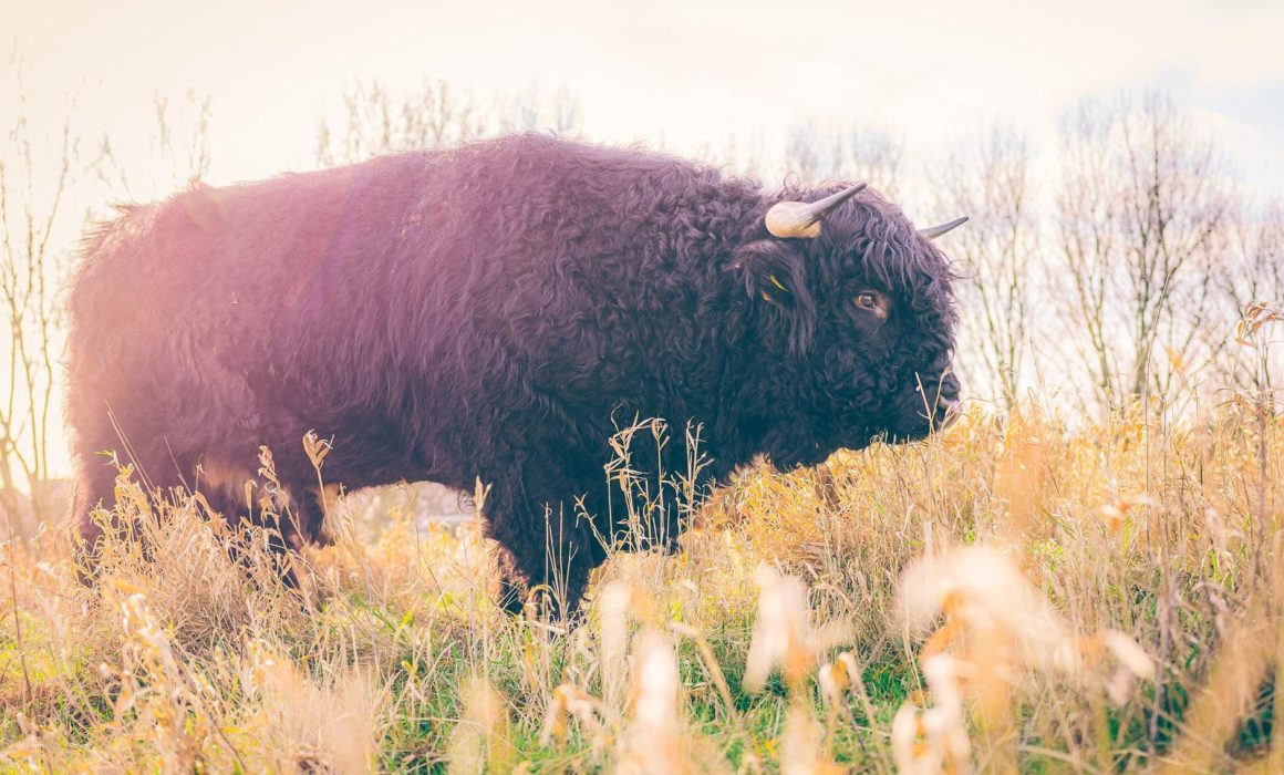 Natuurfotografie - Schotse Hooglander