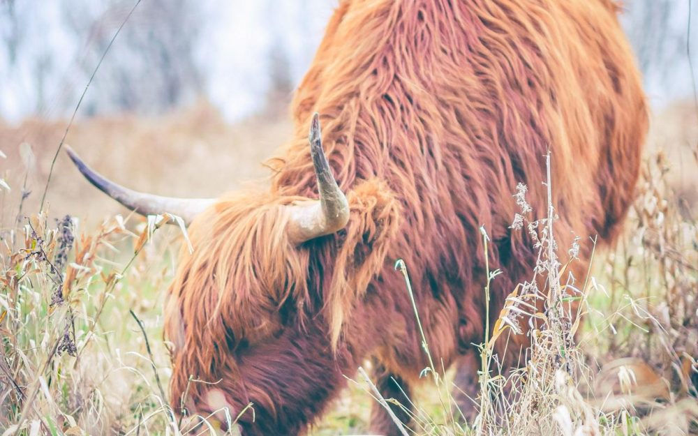 Schotse Hooglander