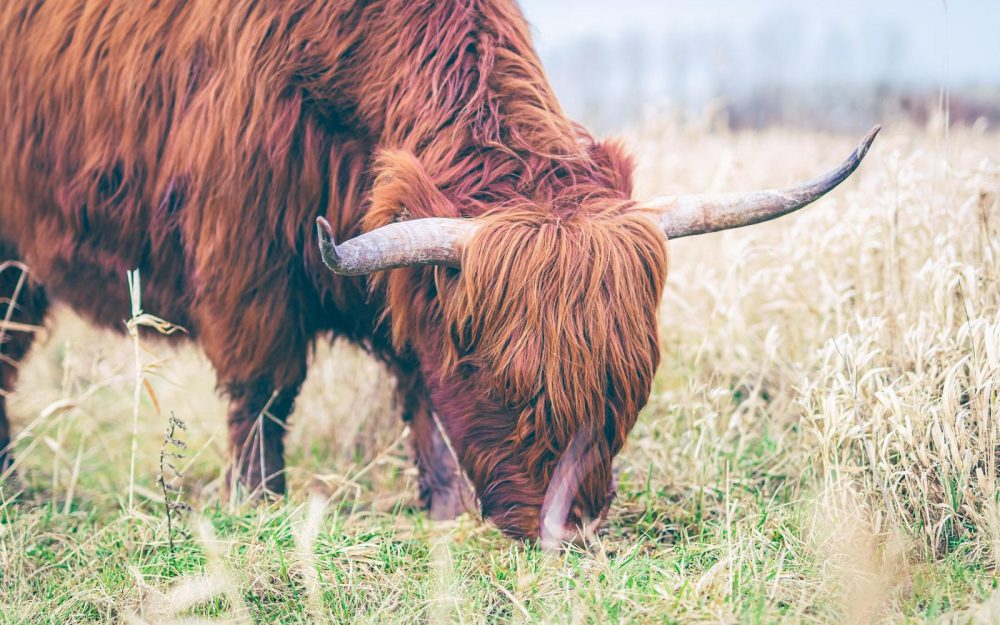 Schotse Hooglander