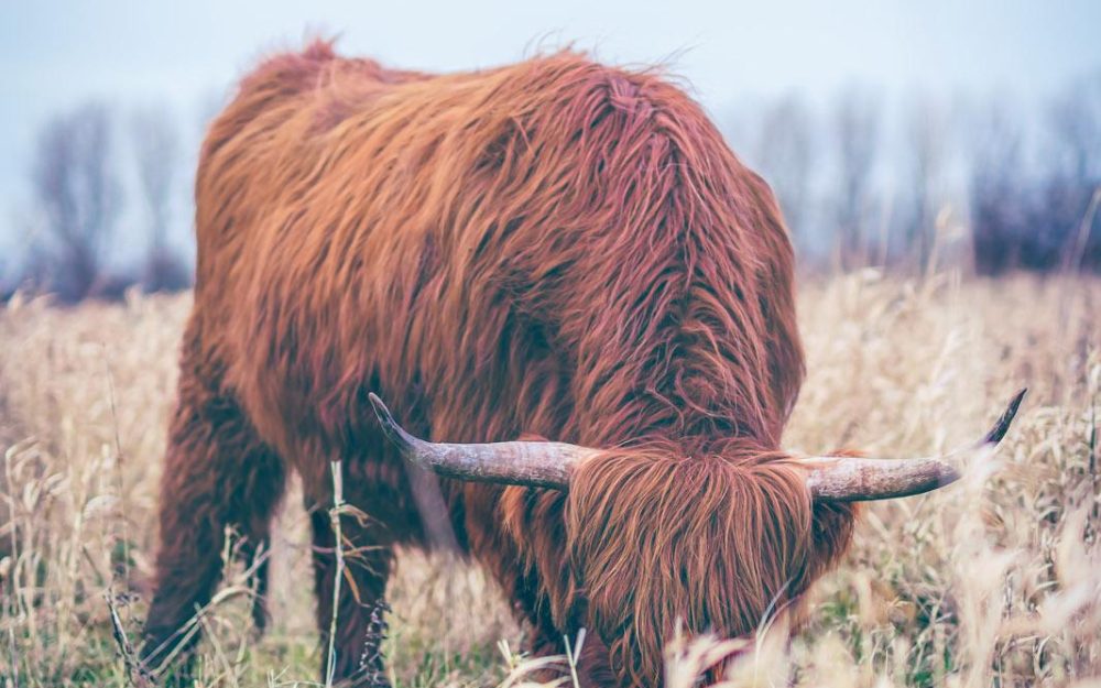 Schotse Hooglander