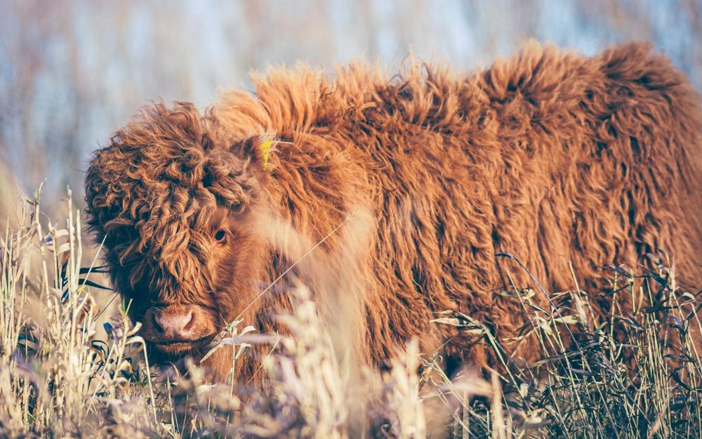 Schotse Hooglander