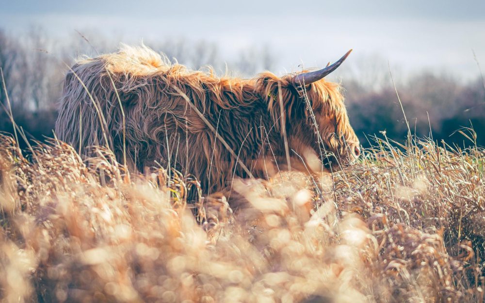 Schotse Hooglander