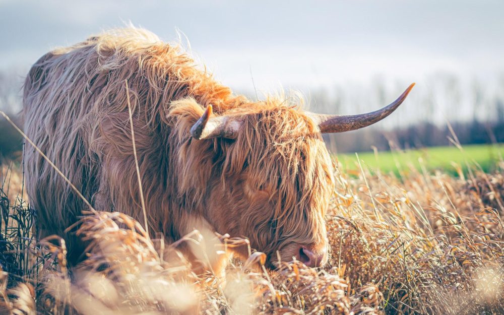 Schotse Hooglander fotografie