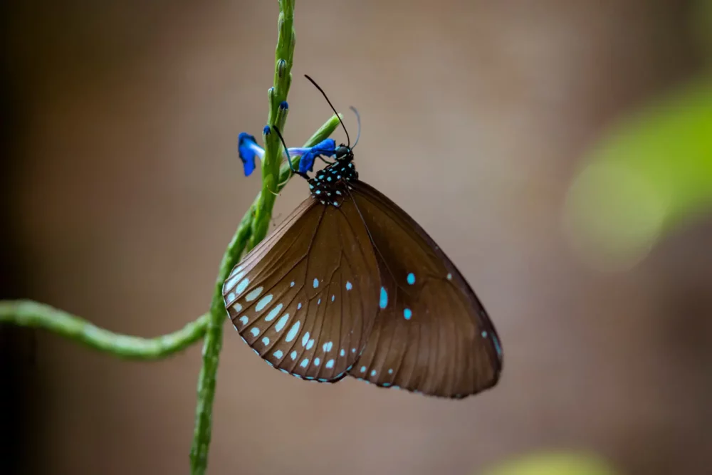 Tropische vlinder zwart