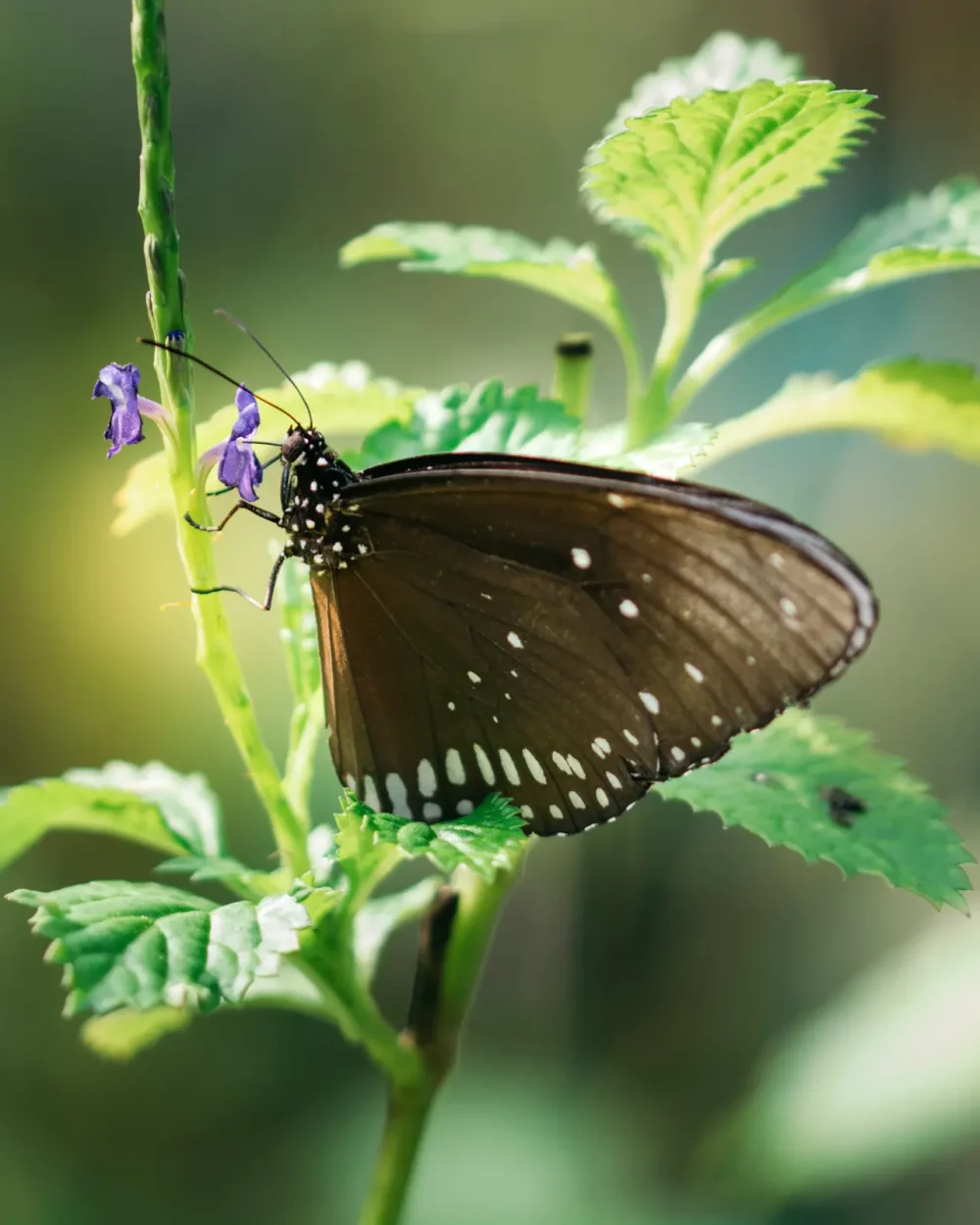 Tropische vlinder zwart