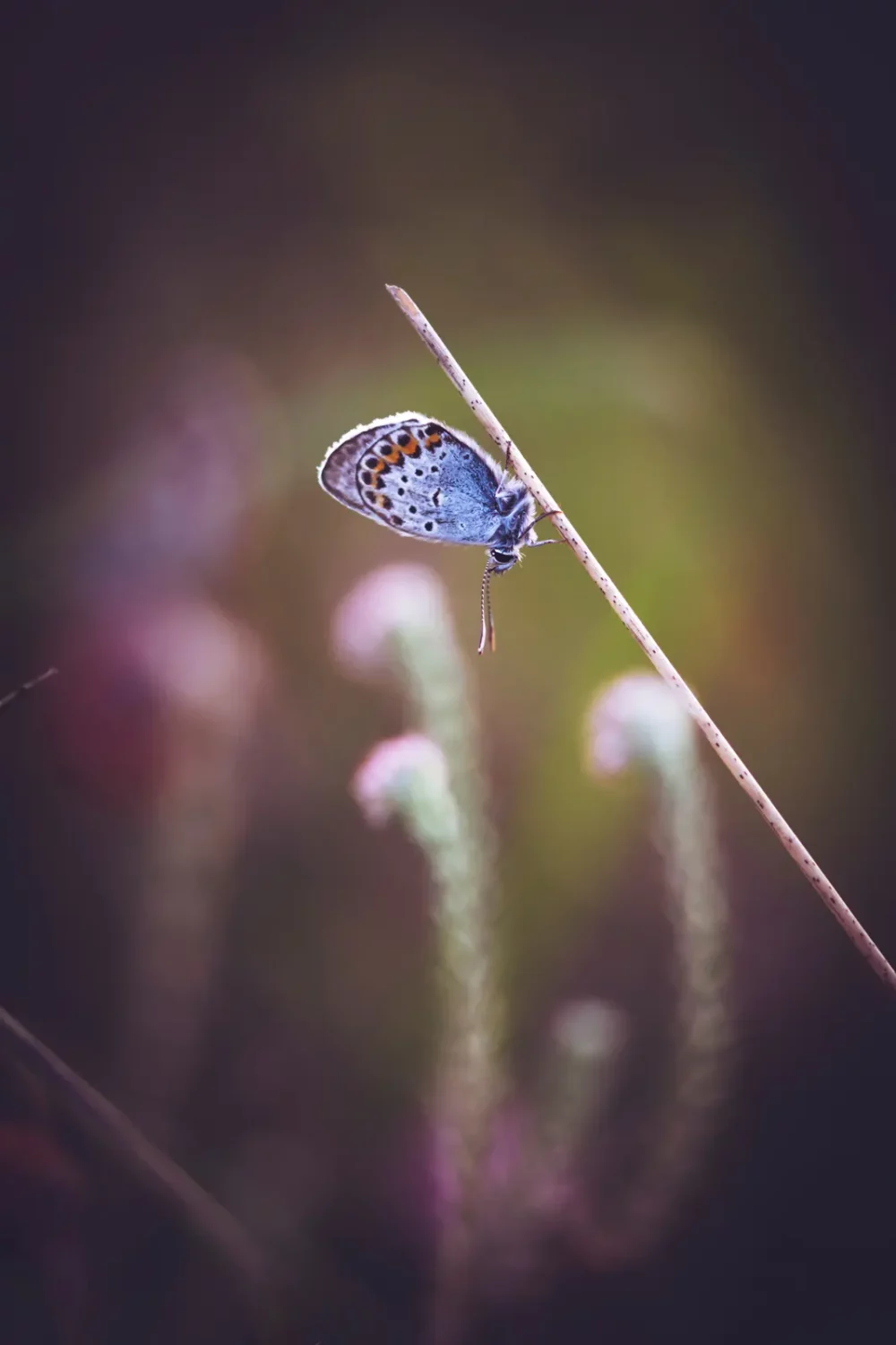 Heide vlinder