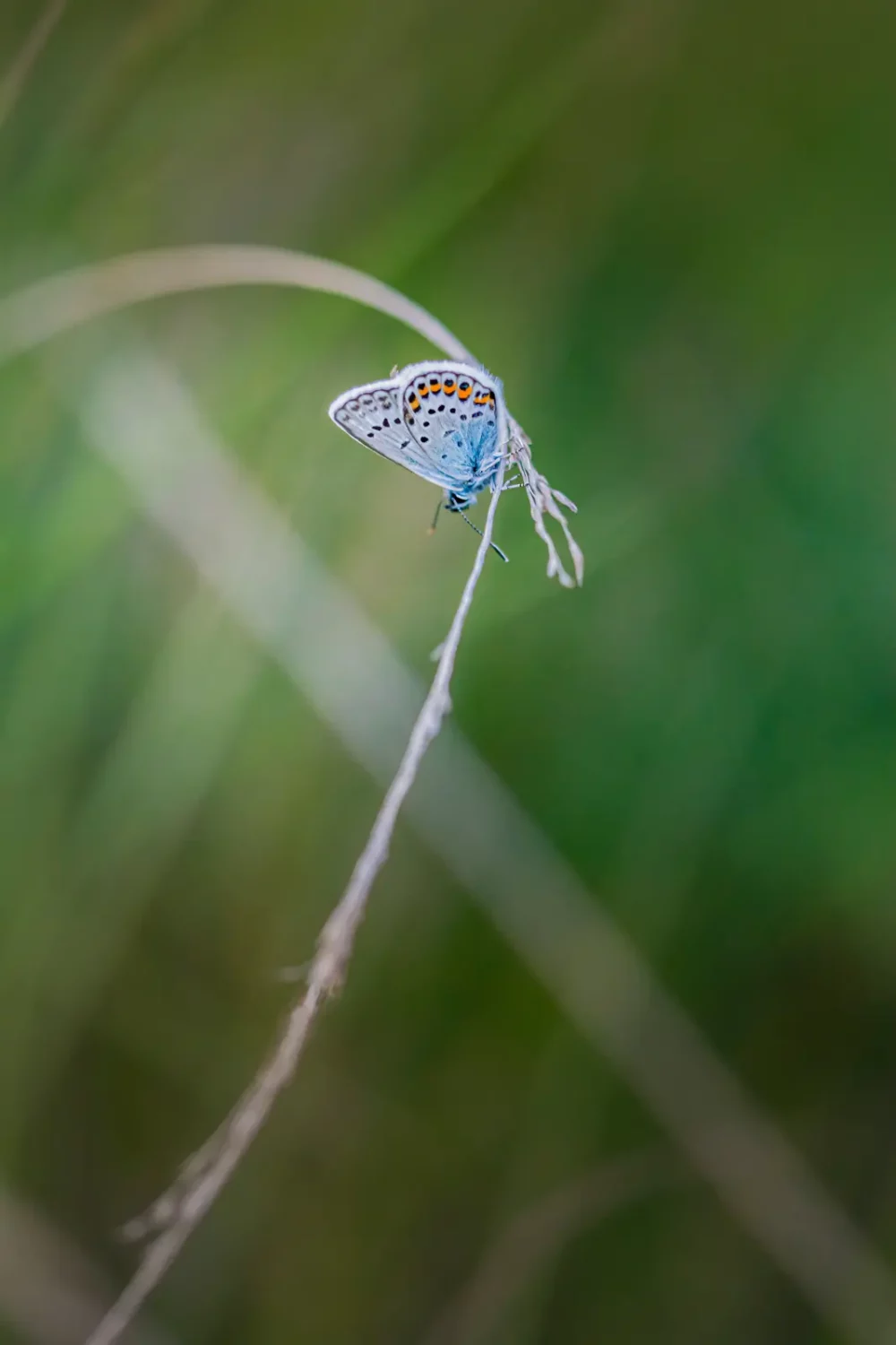 Heide vlinder