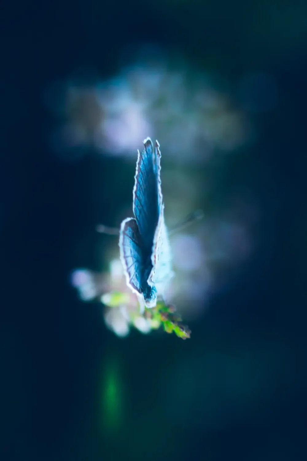 Blauwtje vlinder