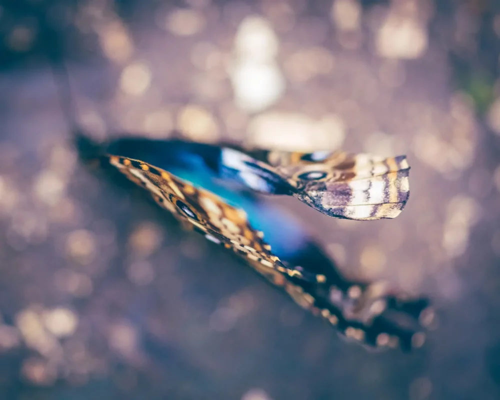 Morpho vlinder detail