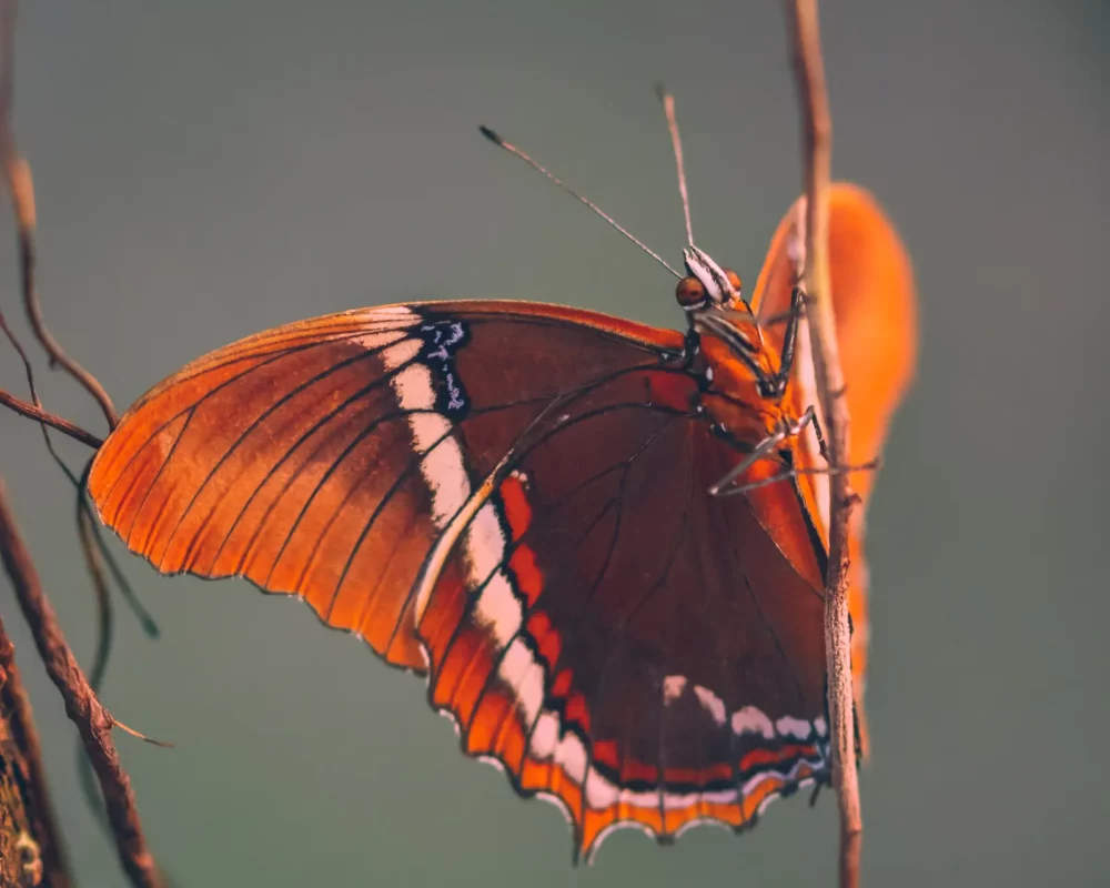 Tropische vlinder, bruin