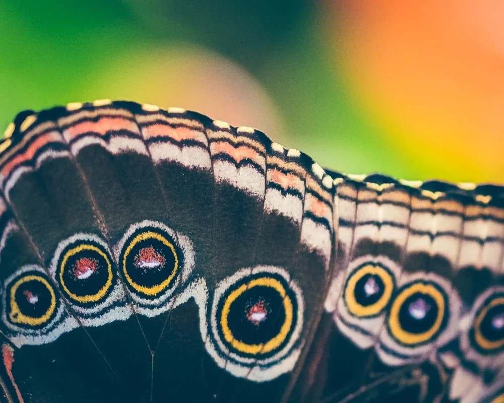 Vlinder vleugel close-up