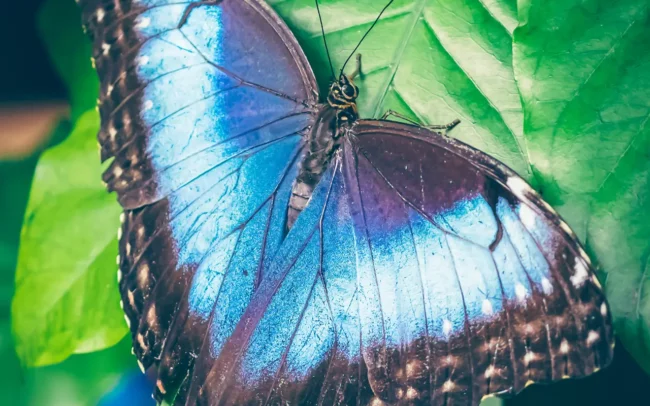 Morpho vlinder