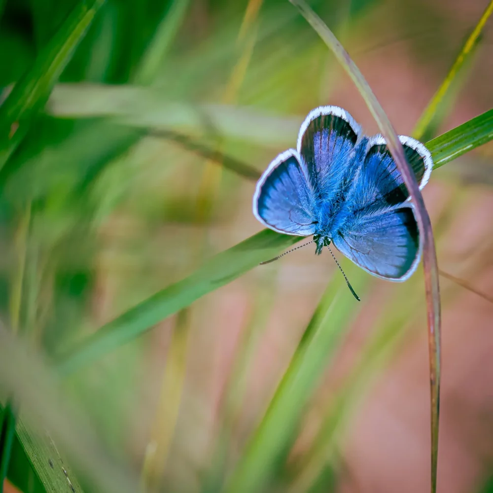 Vlinder blauwtje