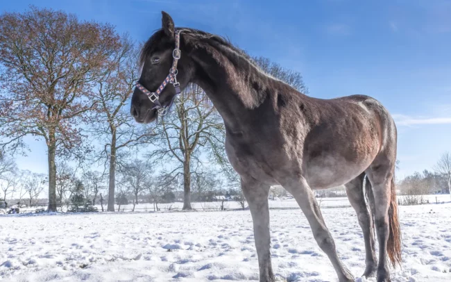 Fries paard in de sneeuw