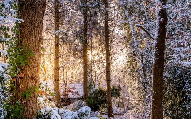 Winterfoto huisje in het bos