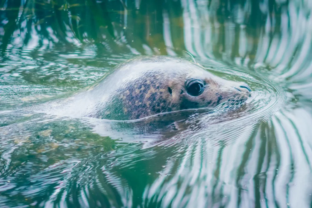Zeehond in het water