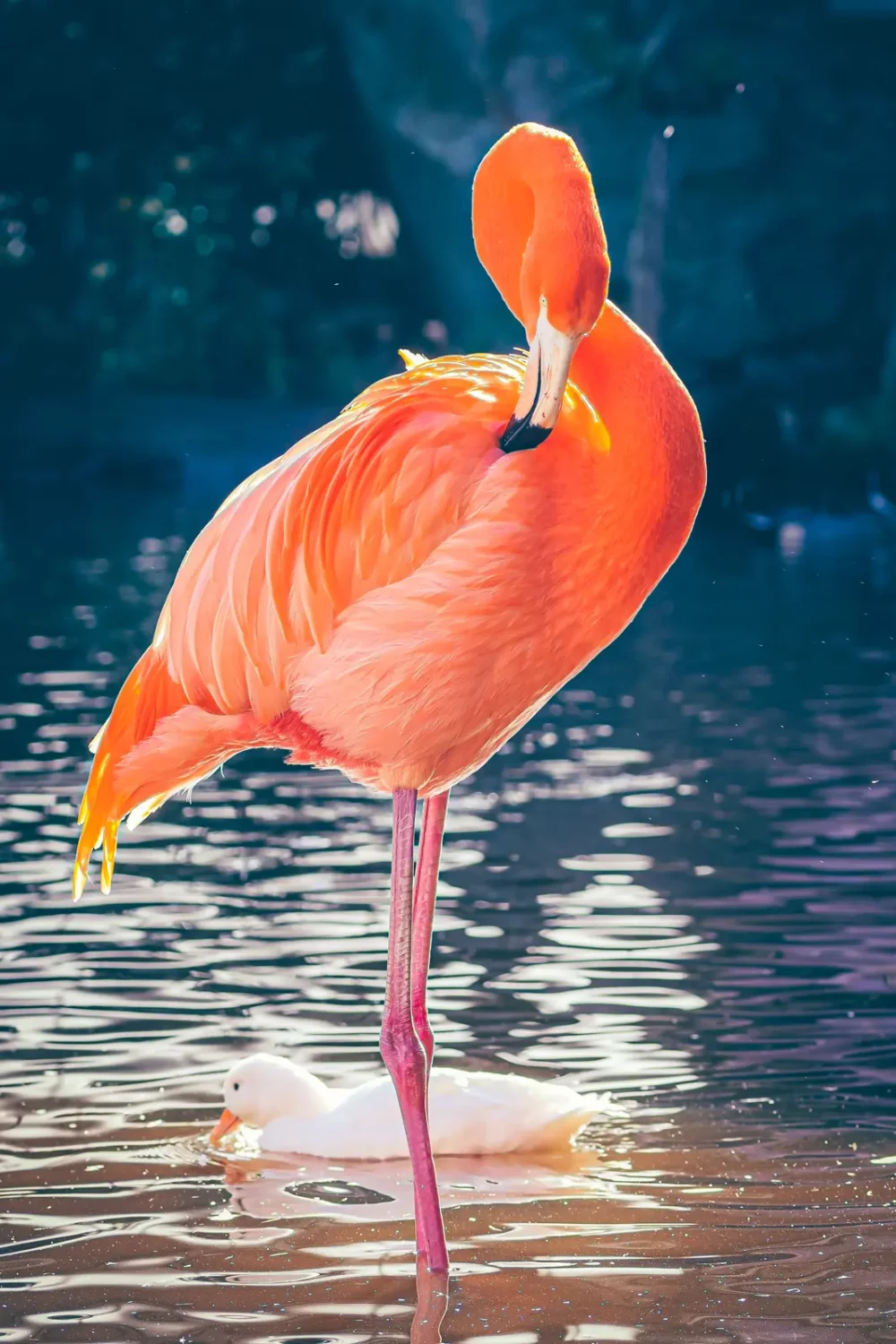 Flamingo in het water met eendje erachter