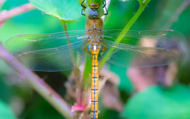 Glassnijder libelle