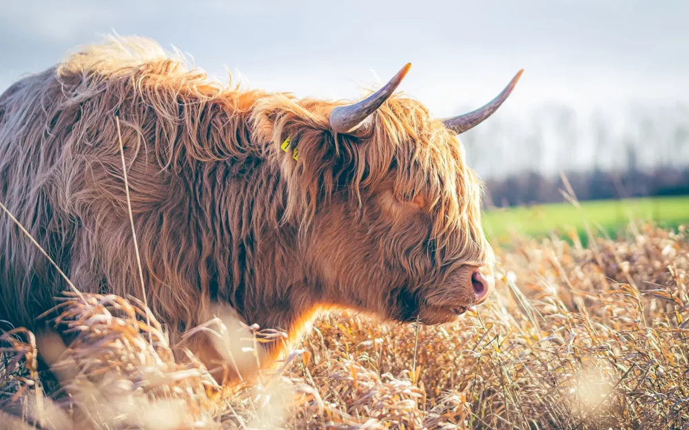 Fotografie Friesland