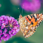 Natuurfotografie Friesland