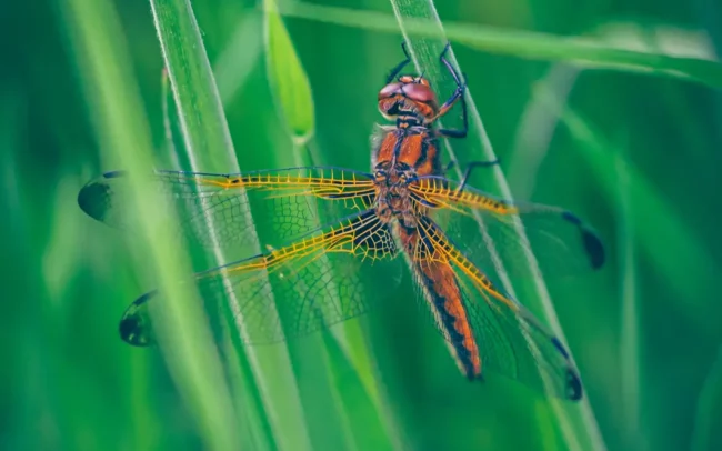 Rood gele libelle macrofoto