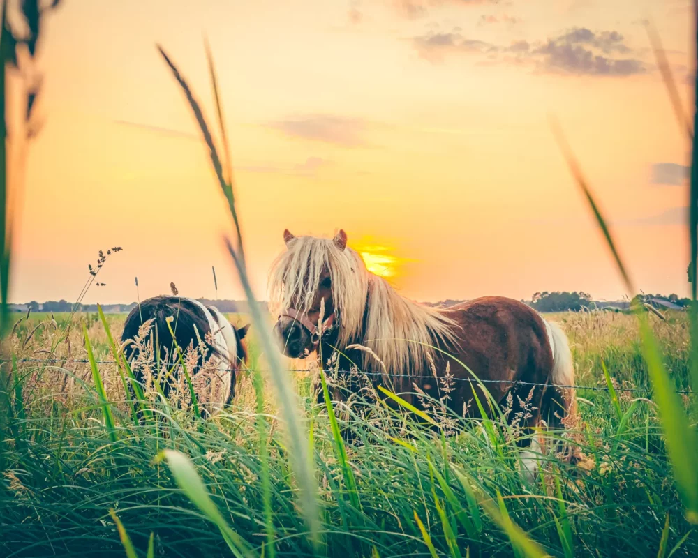 Paard in het weiland met een ondergaande zon