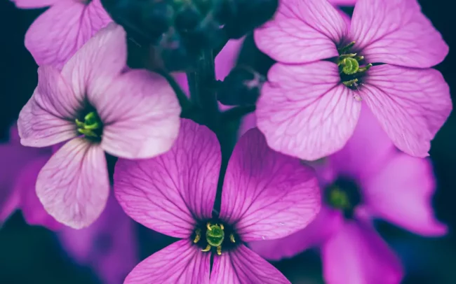 Paarse bloemen detailfoto