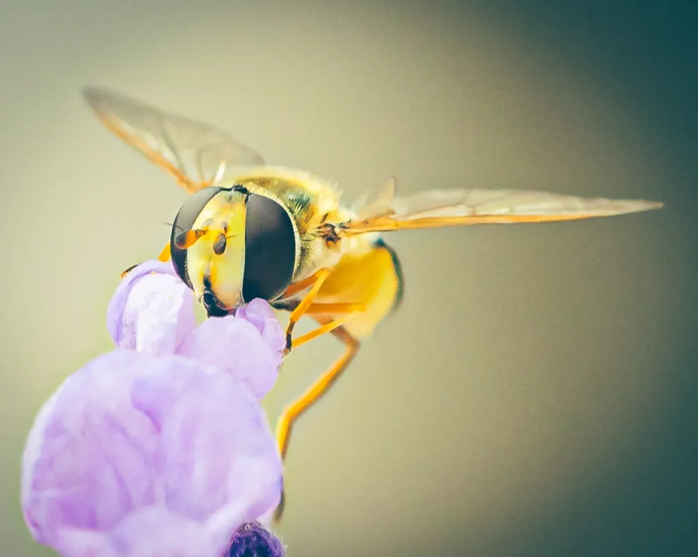Kleine zweefvlieg op een lavendelplant