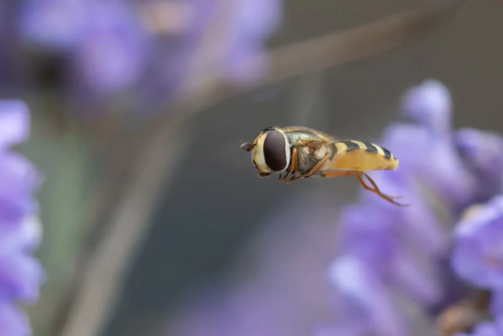 Vliegende zweefvlieg achter paarse bloemen