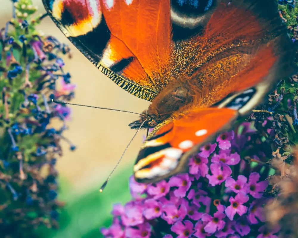 Vlinder dagpauwoog detailfoto
